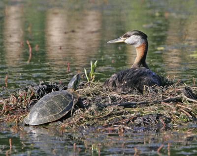 A red-necked grebe welcomes a painted turtle to enjoy the morning sun on her nest at the south end of Silver Lake.