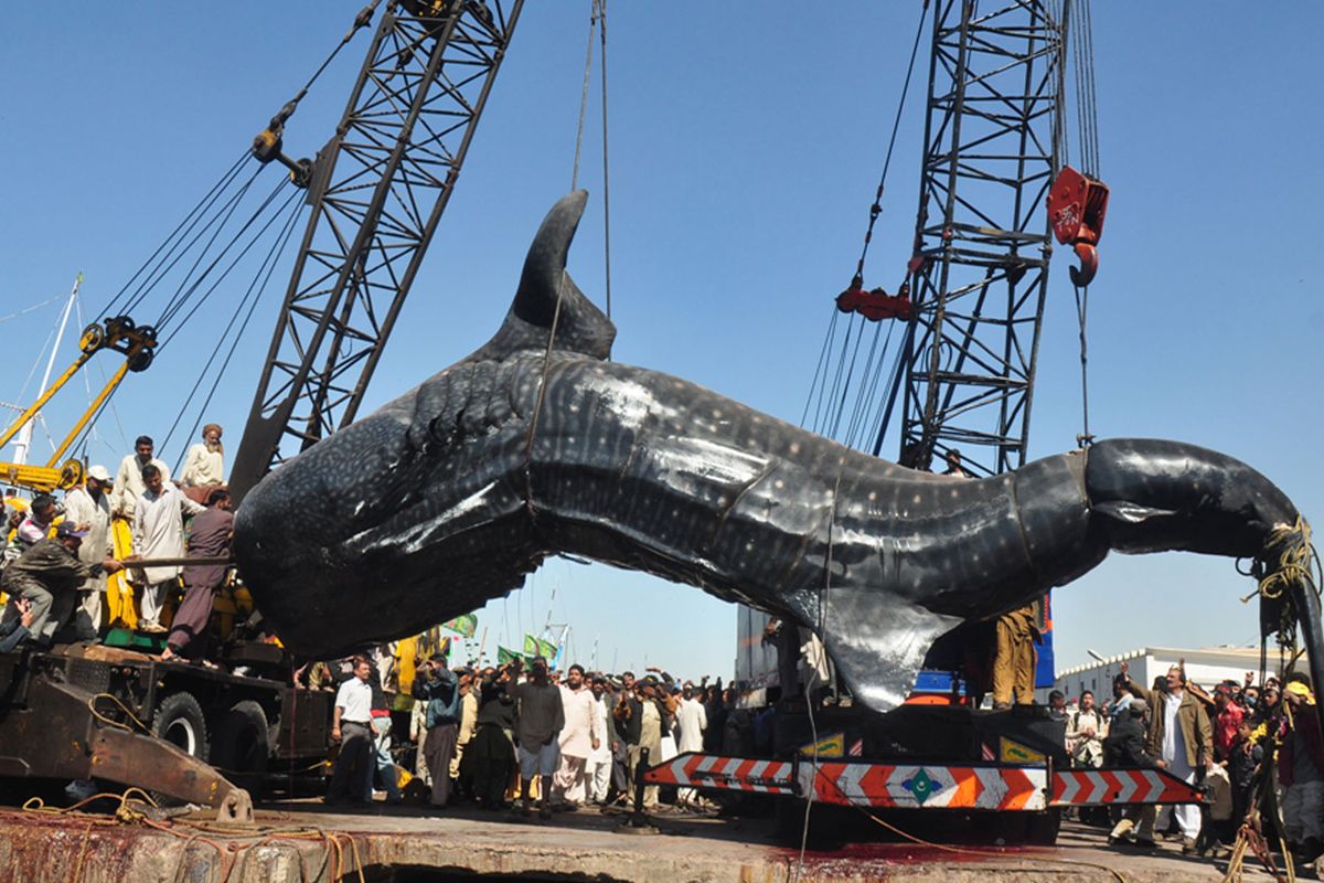 Staff of a Karachi fishery lift the carcass of a whale shark in Karachi, Pakistan, on Tuesday. The 40-foot-long shark was found dead in the Arabian Sea near Karachi. (Associated Press)