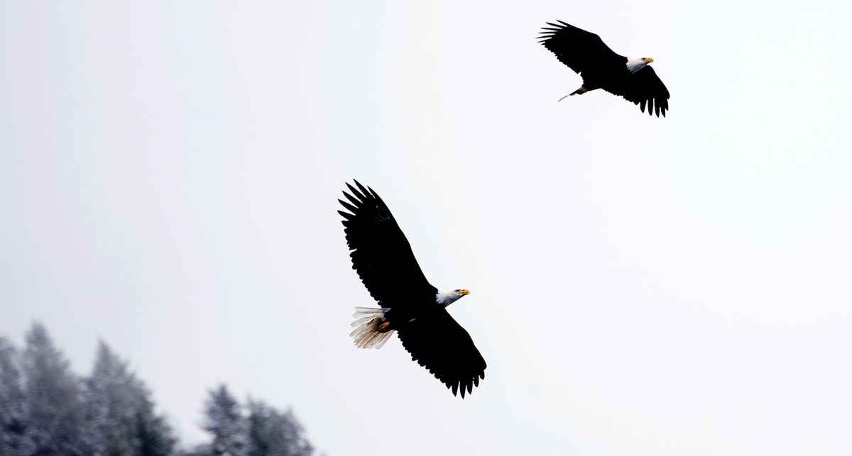 Two bald eagles soar over Lake Pend Oreille in Bayview, Idaho on Tuesday, Nov. 29, 2016. The lake is perfect place for eagles to feast on spawned out kokanee salmon. (Kathy Plonka / The Spokesman-Review)