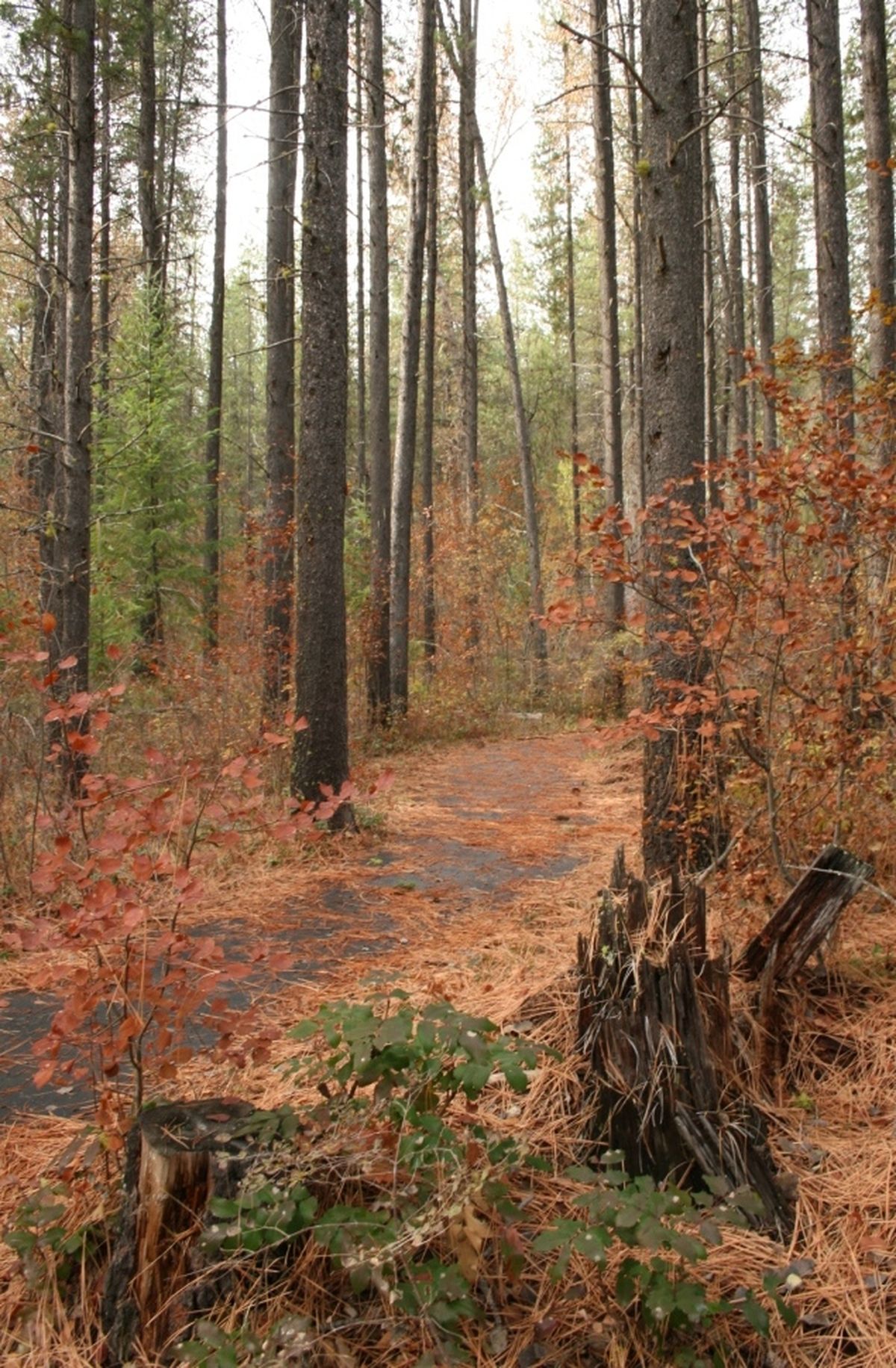 A drive along Sherman Pass in the fall is a great way to see plenty of beautiful colors.  (Sandra Hosking / Awayfinder Correspondent)