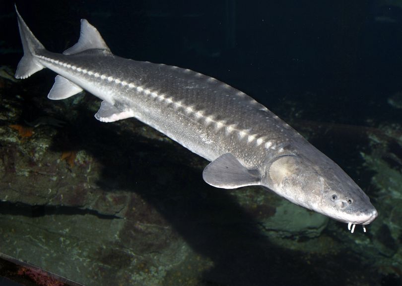 The endangered Kootenai River white sturgeon.  (Randy Wilder / Monterey Bay Aquarium)