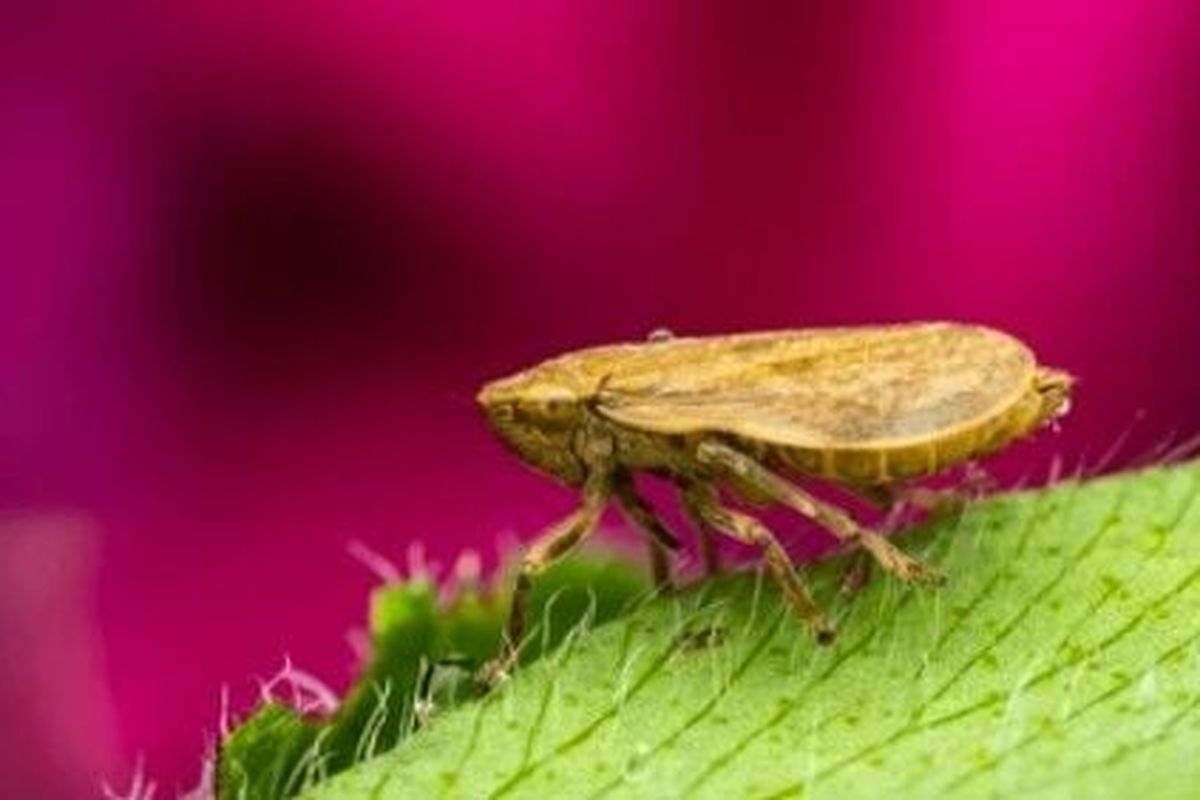Spittlebugs can be found this time of year encased in a bubbly mass attached to a branch or blade of grass. (Getty Images)
