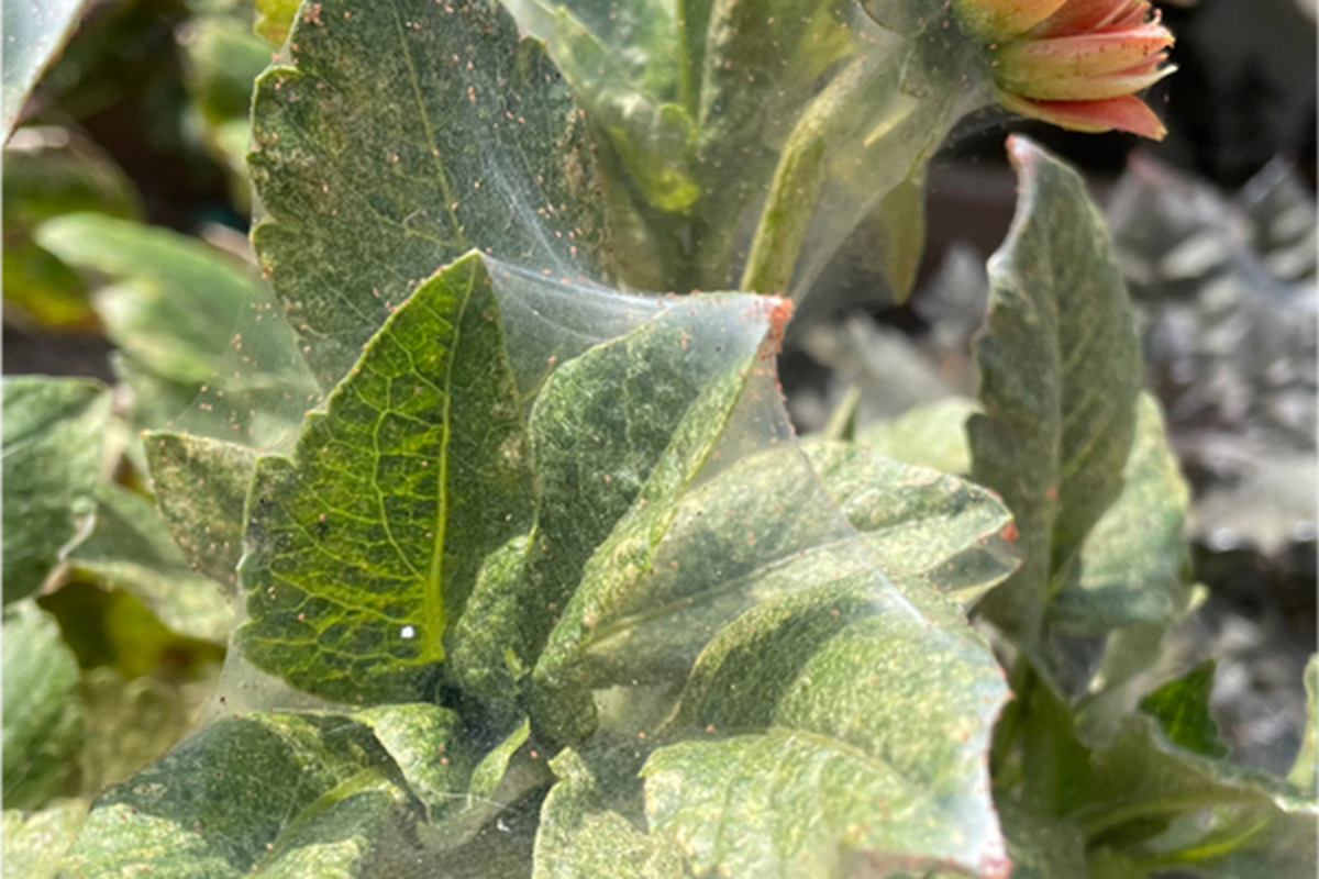 Two-spotted spider mites are tiny and difficult to see. Fine webs and stippled leaves may be the first sign they are attacking your plant.  (University of Illinois Extension)