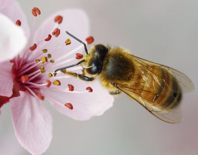 ORG XMIT: ORROS101 A honey bee searches for nectar on the flowers of a tree in the parking lot of a church along Garden Valley Boulevard in Roseburg, Ore., on Tuesday, March 17, 2009. (AP Photo/The News-Review) (Robin Loznak / The Spokesman-Review)