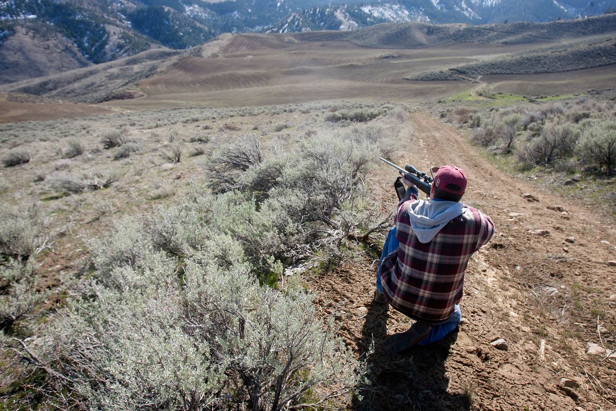 Ross Hurd fires a rifle shot near a wolf to scare it away from his cattle at the Hurd ranch at the end of Pitcher Canyon south of Wenatchee on March 26. The Hurds began putting up fences last week to help protect the cattle. (Associated Press)