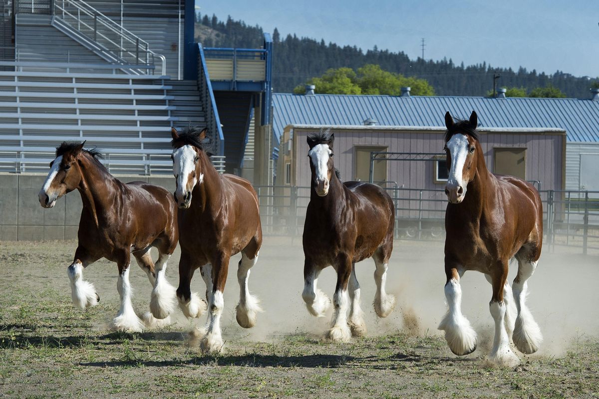 Members of the Budweiser Clydesdales, Lester, Archie, Scott and Manson, romp around the Spokane County Fair & Expo Center