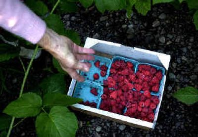 
Martha Brookshire, 84, quickly picks raspberries from the bushes outside her home in Greenacres Thursday morning. 