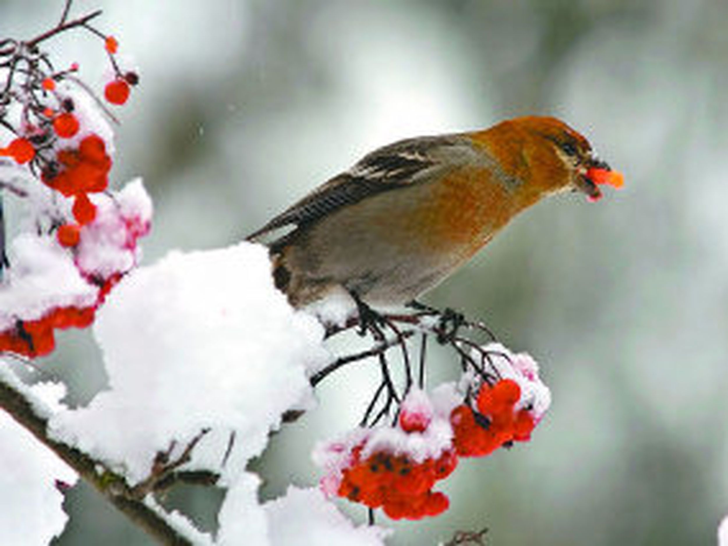 Wintertime irruption The Spokesman Review