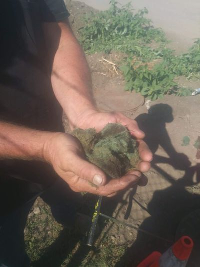 A resident of Easy Acres Mobile Home Village in Hillyard shows a clump of grass that was reportedly found in the village’s water meter Friday. Others reportedly had green-tinted water coming from their taps. Spokane officials are advising residents in the area to avoid drinking tap water because of contamination. (Mikayla Bloomer, Courtesy)