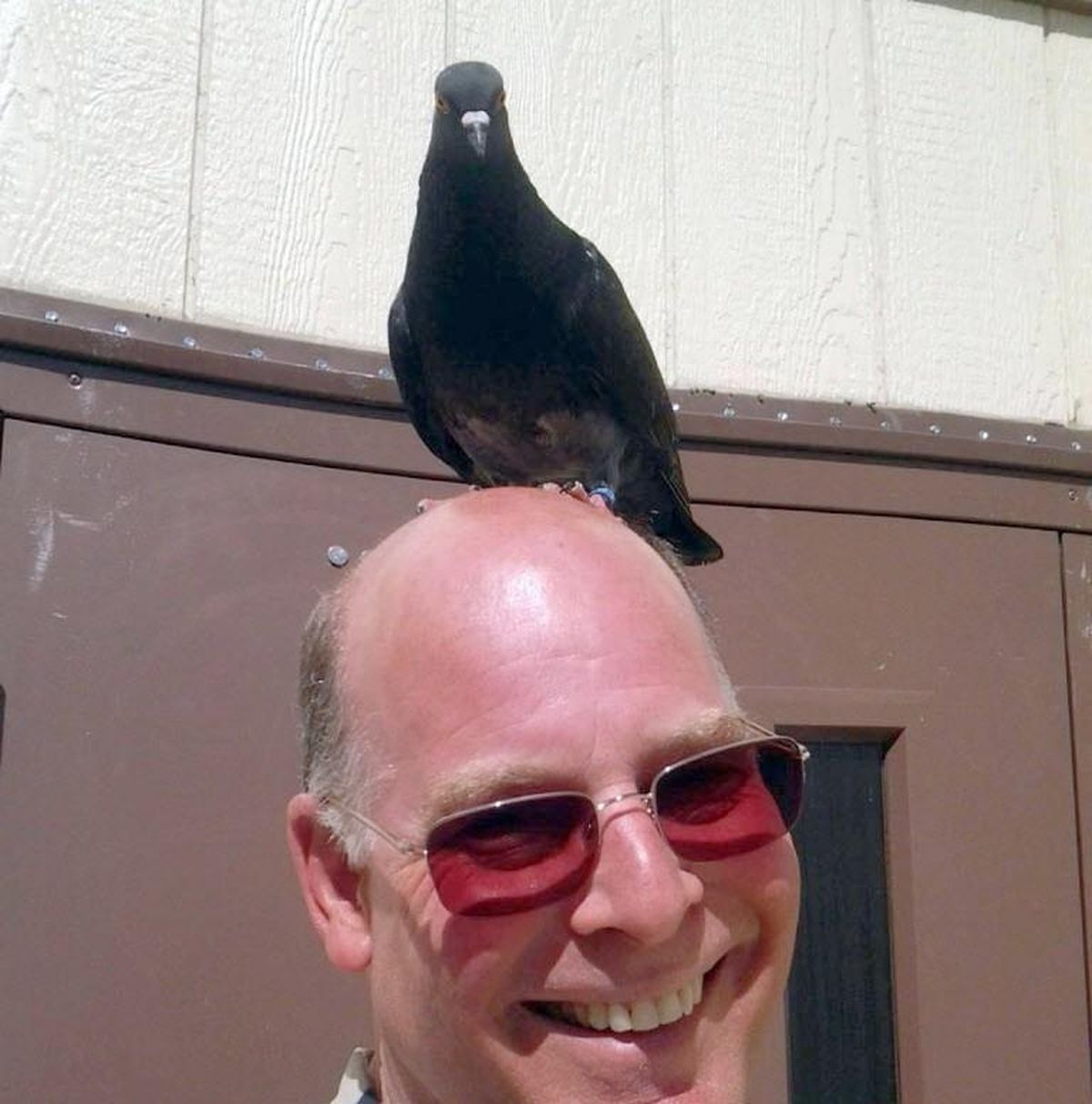 Foresta, a pet pigeon belonging to a student, sits a top Rob Freistadt