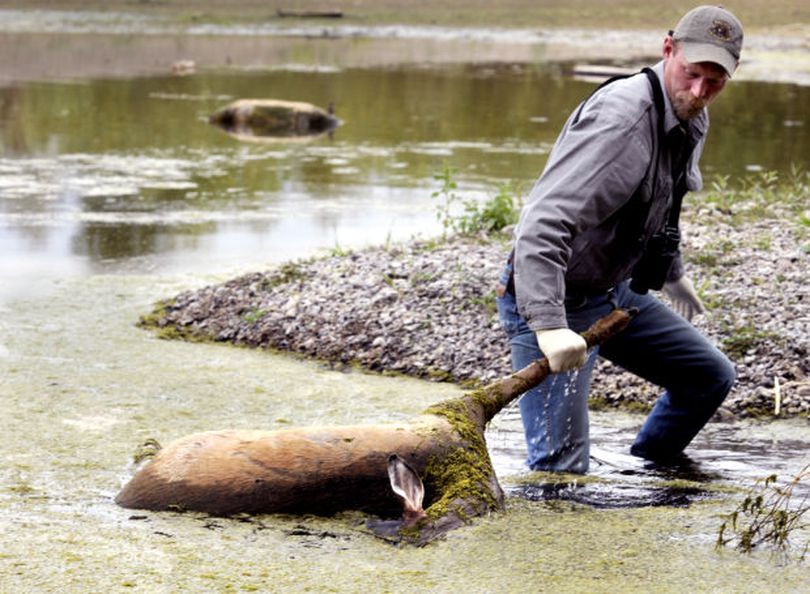 ish, Wildlife and Parks biologist Jay Kolbe drags a deer carcass from a backwater of the Clark Fork River in September to confirm signs of internal hemorrhaging caused by a virus spread among deer by biting gnats. Dozens of deer have died west of Missoula in recent days in what appears to be the first documented case of epizootic hemorrhage disease west of the Continental Divide in Montana. (Kurt Wilson / Missoulian)