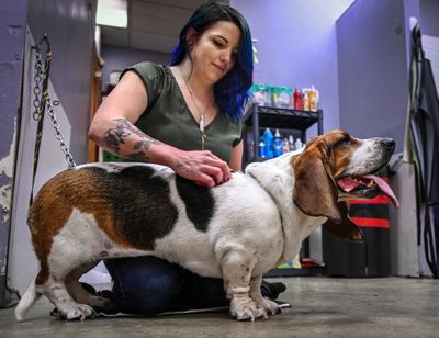 Bark and Snip co-owner Jayme Pitts grooms a customer’s basset hound named Toby at her shop located at 626 W. Garland Ave.  (Colin Mulvany/The Spokesman-Review)