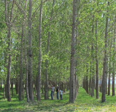 Idaho Department of Lands foresters inspect the poplar plantation at the Hayden sewer plant, where the trees slurp up treated wastewater to keep it from reaching the aquifer (IDL)