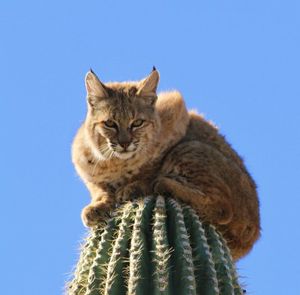 An Arizona couple recently witnessed a wildlife spectacle outside their home hear Gold Canyon as a mountain lion launched an attack on a bobcat. In a desperate escape along the foothills of the Superstition Mountains, the bobcat sprinted up a very tall and very stickery saguaro cactus. The mountain lion called off the chase at that point.

 (Curt Fonger)