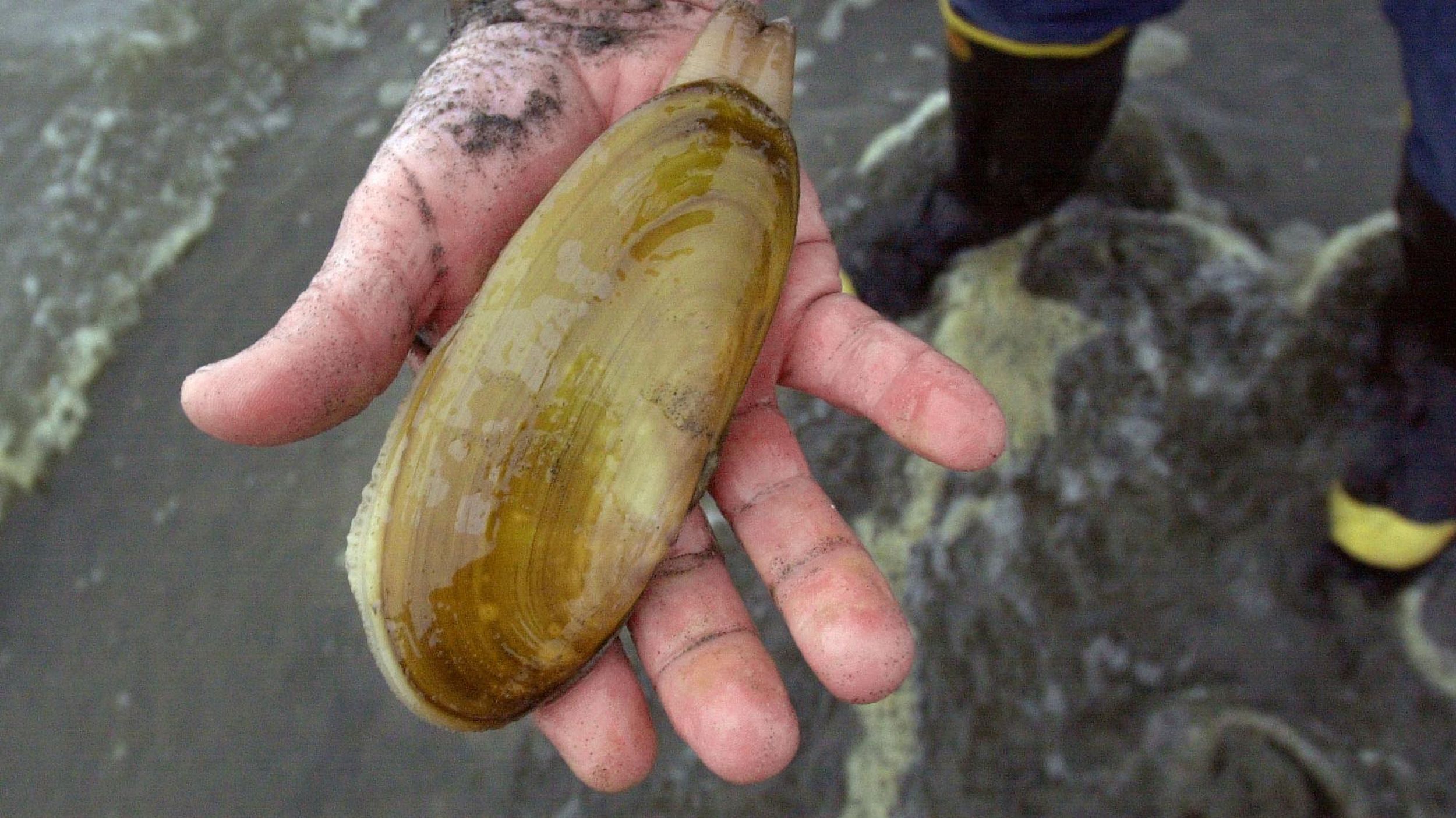 Should razor clam be declared the official state clam?