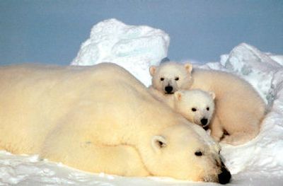 
 A  polar bear rests  with her cubs on the pack ice in the Beaufort Sea in northern Alaska in this undated photo. The Bush administration is set to propose listing the bears under the Endangered Species Act. 
 (File Associated Press / The Spokesman-Review)