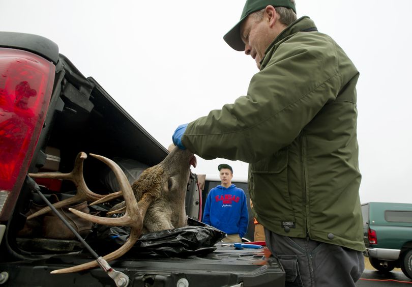At the truck weigh station north of Deer Park on Sunday,  Jay Shepherd, an assistant district biologist with the Washington Department of Fish and Wildlife, takes teeth and tissue samples from  a whitetail buck shot by Andrew Waltner, of Auburn, Wash.  (Colin Mulvany)