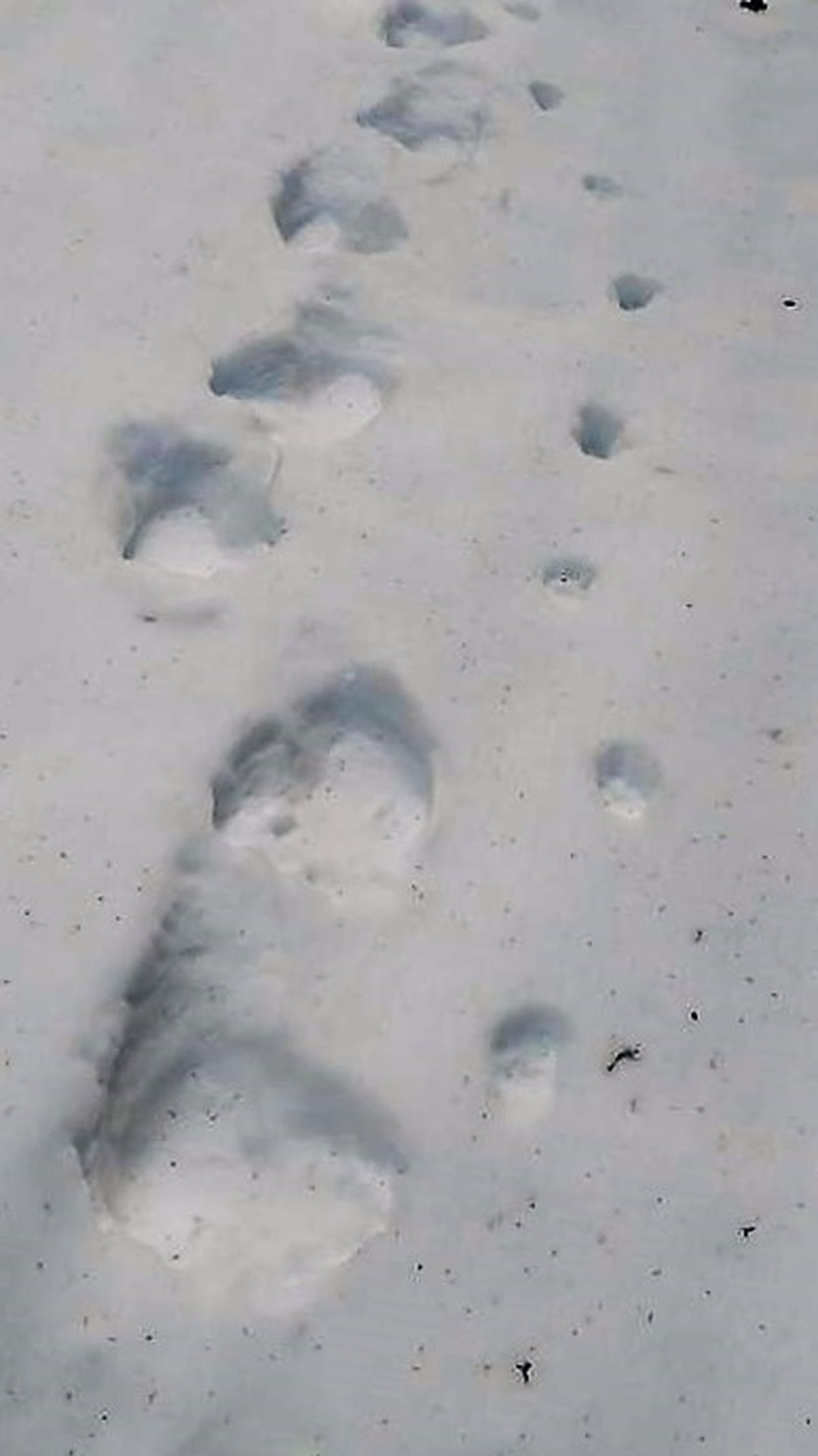 A day-old grizzly bear track dwarfs a paralleling mountain lion track in Priest Lake area snow during the first week of April.  (Bart George)