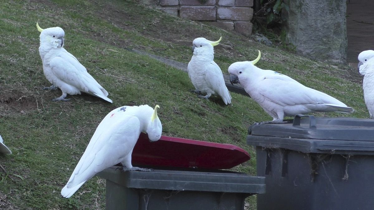 A sulphur-crested cockatoo lifts the lid of a trash can in 2019 while several others watch in Sydney, Australia. At the beginning of 2018, researchers received reports from a survey of residents that birds in three Sydney suburbs had mastered the novel foraging technique. By the end of 2019, birds were lifting bins in 44 suburbs.  (Barbara Klump)