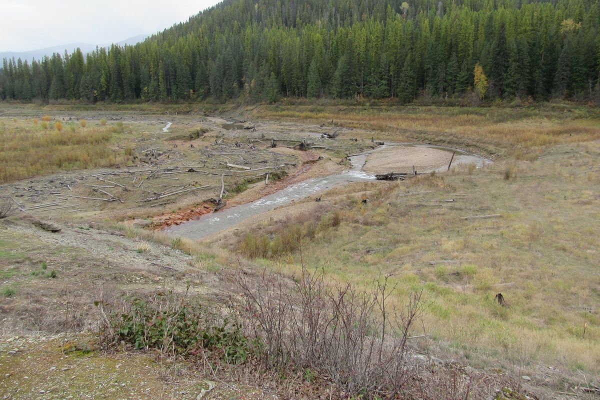 A man-made stream channel now meanders through this area where the 64-acre Mill Pond was before Seattle City Light removed the Mill Pond Dam to restore genetically pure westslope cutthroat trout. Project managers said trees were planted this fall and eventually this meadow will be covered by a dense forest.  (Fred Willenbrock)