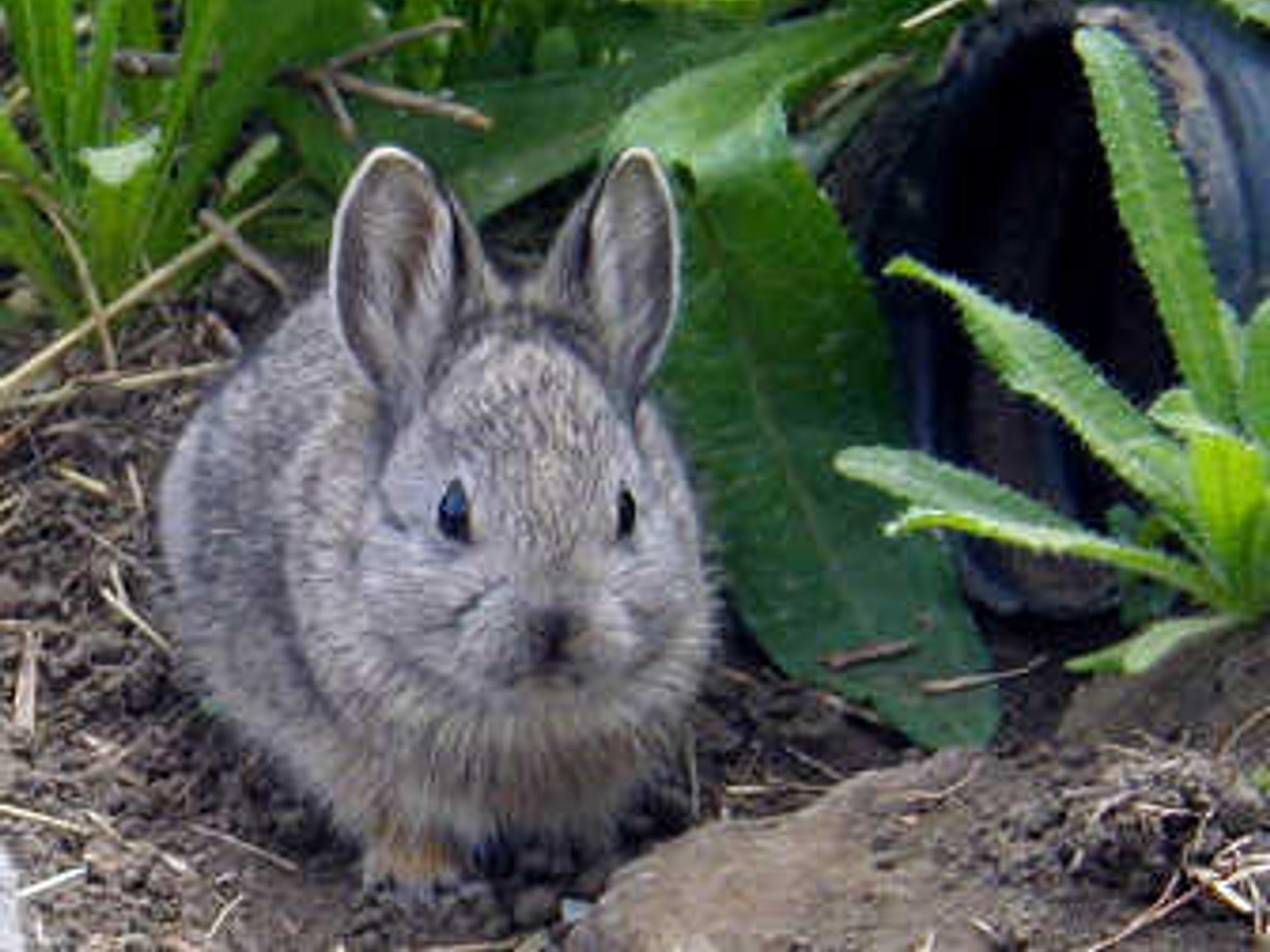 Pygmy Rabbit 90+ Pygmy Rabbit Stock Photos, Pictures & Royalty Free