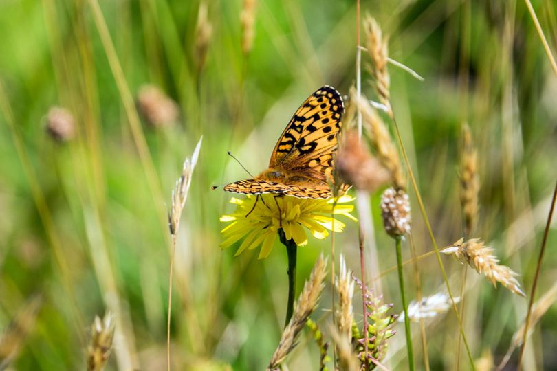In this photo provided by the Oregon Zoo, a newly emerged Oregon silverspot butterfly alights in a meadow atop Mount Hebo, Ore., Aug. 3, 2016. (Kathy Street / Associated Press)