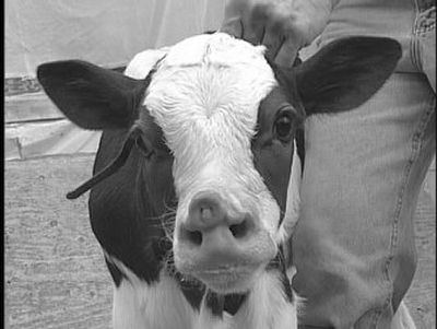 
Lucy, a calf, was born May 4, with two noses on Mark Krombholz's hobby farm in Lincoln County, Wis. 
 (Associated Press / The Spokesman-Review)