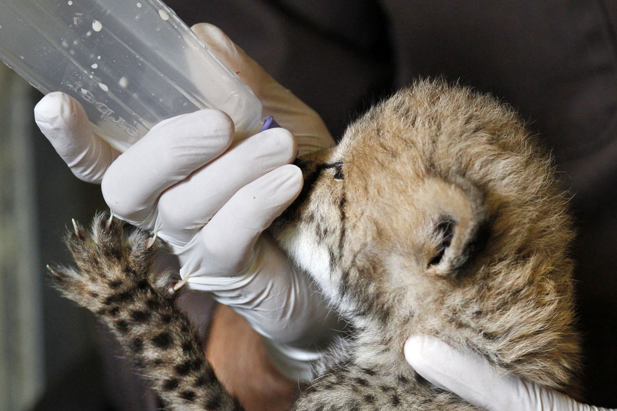A one-month-old female cheetah cub, that was delivered via a rare cesarean section, gets her tiny claws stuck on cheetah keeper Gil Myers