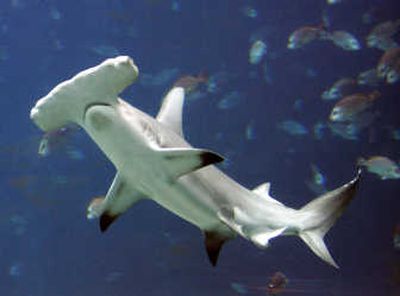 
A hammerhead shark swims in a large tank at the Georgia Aquarium, in Atlanta.
 (ASSOCIATED PRESS / The Spokesman-Review)