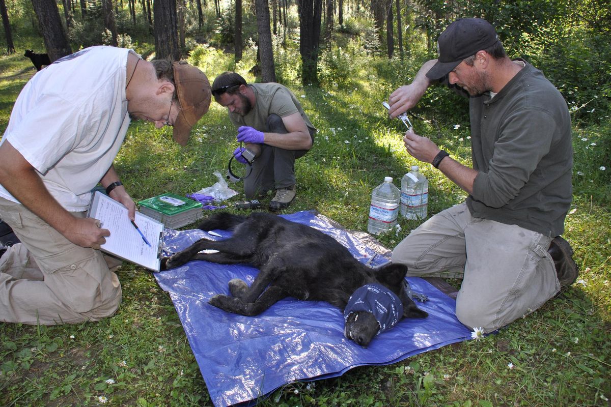 Washington Fish and Wildlife Department wildlife biologist Scott Becker records data on a yearling female gray wolf captured in a trap so it can be fitted with a GPS collar and released. (Rich Landers / The Spokesman-Review)