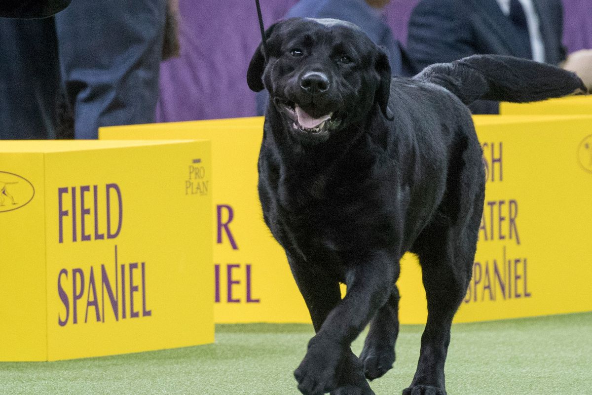 Memo, a Labrador retriever, competes in the sporting group during the 142nd Westminster Kennel Club Dog Show in 2018 at Madison Square Garden in New York. Below: Siba, a poodle, competes for Best in Show at the 144th Westminster Kennel Club Dog Show in 2020 in New York.  (Mary Altaffer)