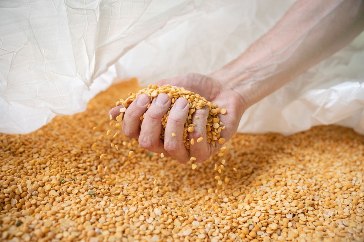 Cleaned yellow peas, a popular plant-based meat alternative, is shown at the Puris pea-processing facility in Dawson, Minn.   (Ben Brewer/Bloomberg)