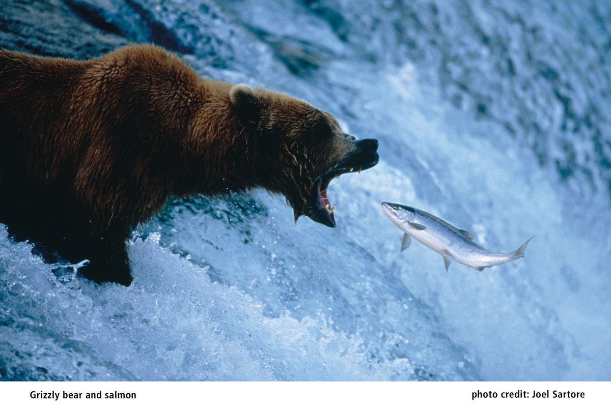 Photographer Joel Sartore’s work is featured in National Geographic Live! “Grizzlies, Piranhas and Man-Eating Pigs.”