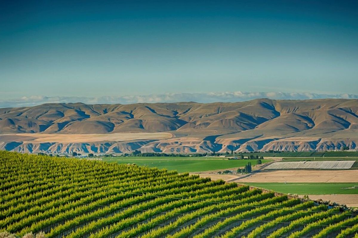 Stillwater Creek Vineyard on the Royal Slope looks across at the Saddle Mountains in Washington’s Columbia Basin.  (Richard Duval Images)