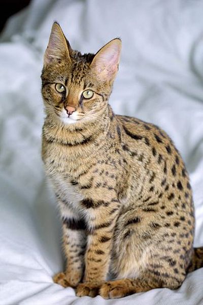 Savannah cat (Wikipedia)