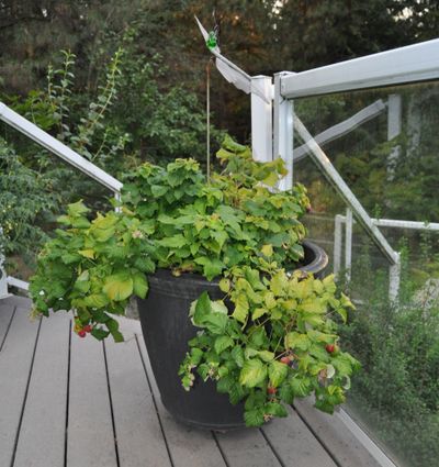 It is easy to pick the raspberries off the new Brazelberry Raspberry Shortcake plants from your deck chair. (PAT MUNTS)