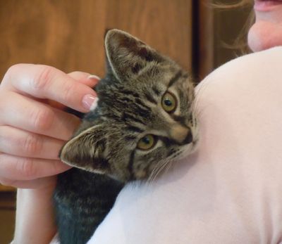 Thor the cutest cat EVER.