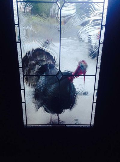 A tom turkey at the front door announces the spring gobbler season is over.