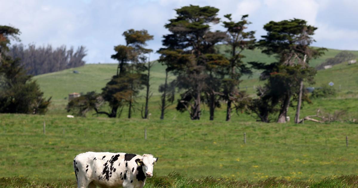 ‘Under protest,’ raw dairy farm recalls cheddar linked to 9 E. coli cases