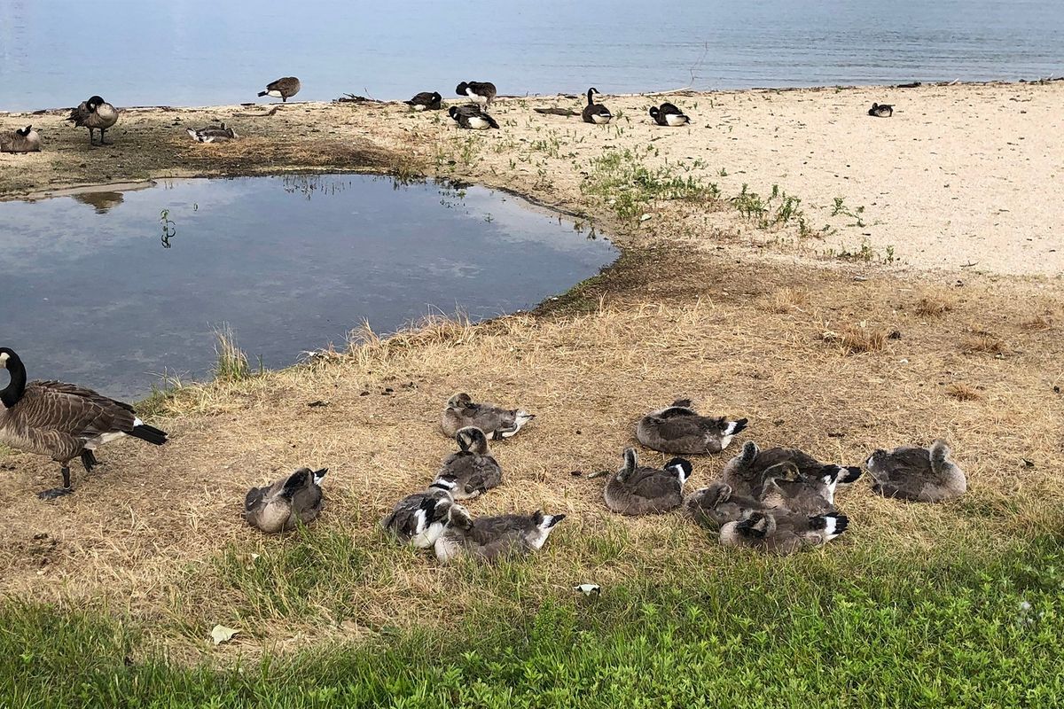 Canada geese lounge on City Beach in Sandpoint on June 15. The city paid Wildlife Services, a federal agency, to kill 170 of the geese last week.  (Courtesy of Jane Fritz)