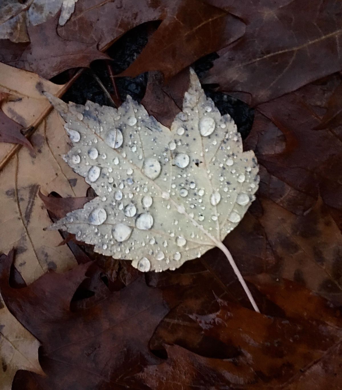 Sunday night and Monday morning rains officially pushed the rain total for the month of October to a new record for Spokane. Photographed Monday, Oct. 31, 2016. (Jesse Tinsley / The Spokesman-Review)