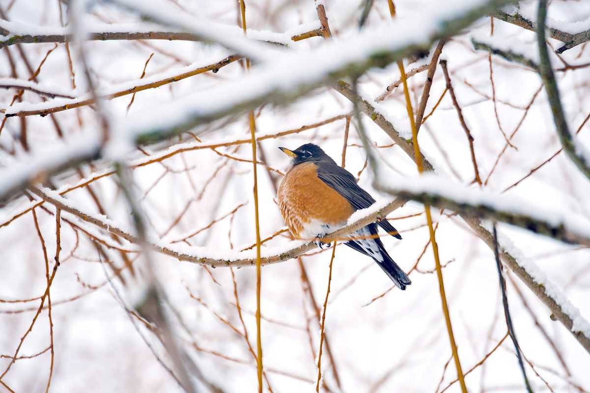 A robin rests in a snow covered tree near Hauser Lake on Friday, Feb. 15, 2019. Robin sightings are rare in February. (Kathy Plonka / The Spokesman-Review)