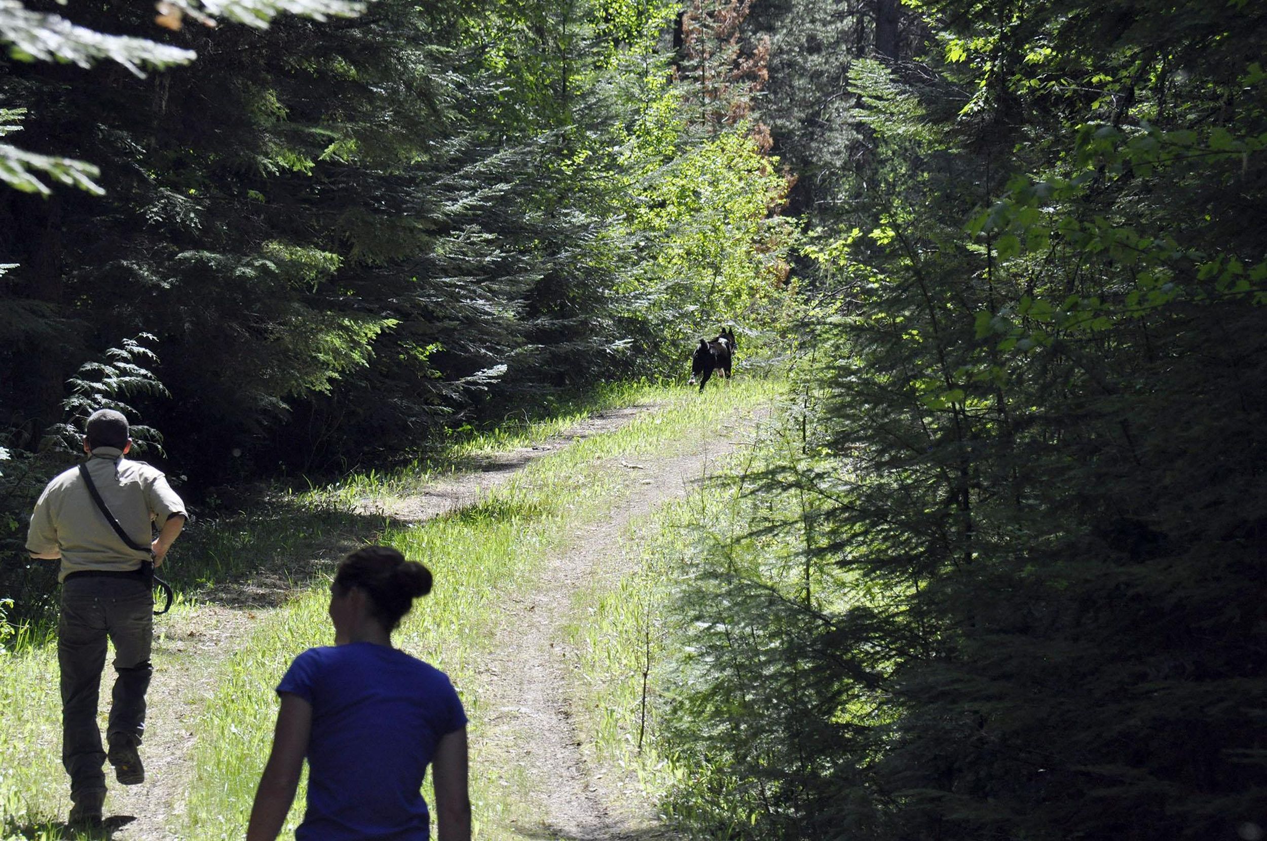 Karelian Bear Dogs Condition Wildlife Bag Poachers While Charming Public The Spokesman Review