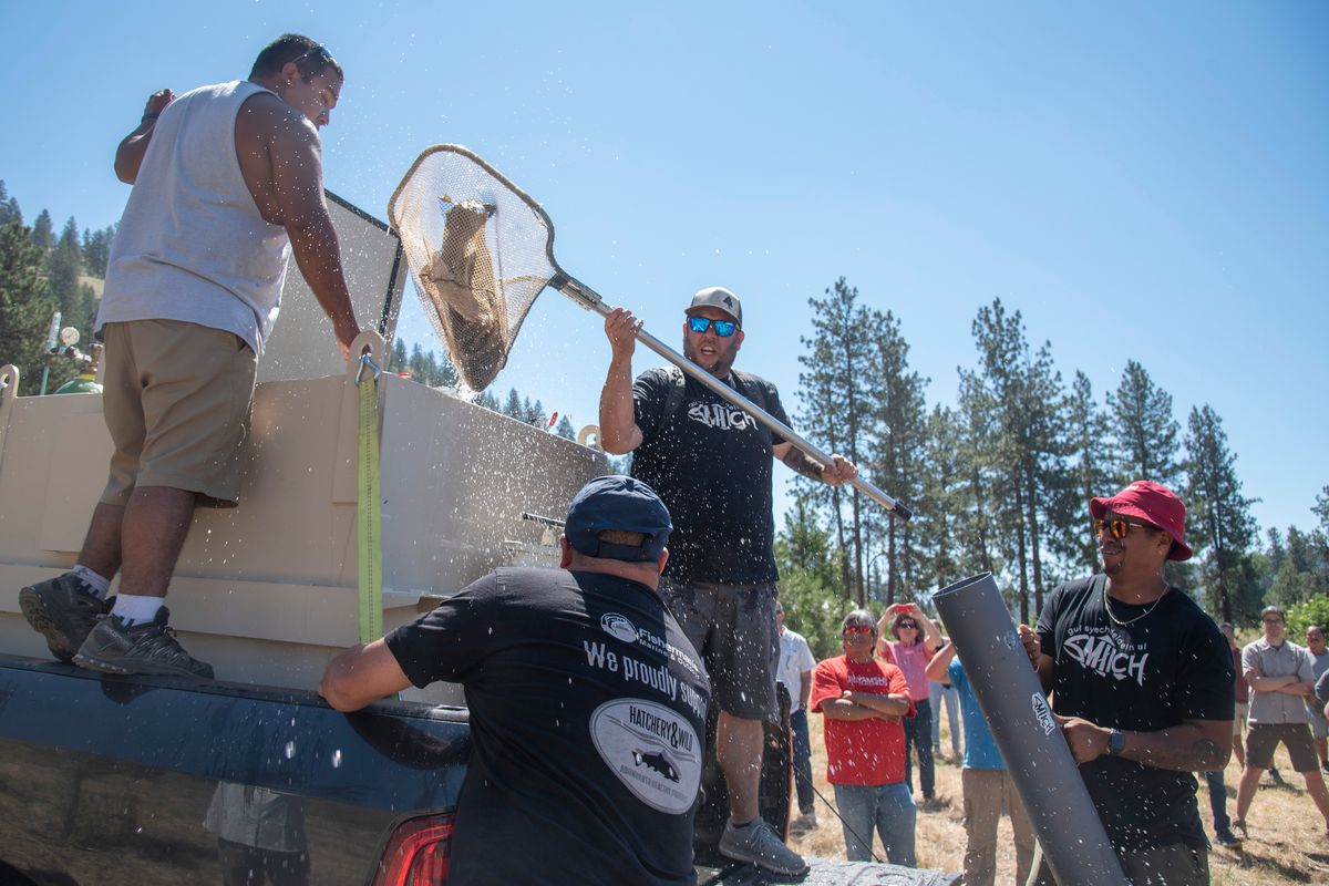 An adult chinook is swimming in Hangman Creek for the first time in more  than 100 years, a symbolic victory for the Coeur d'Alene Tribe | The  Spokesman-Review