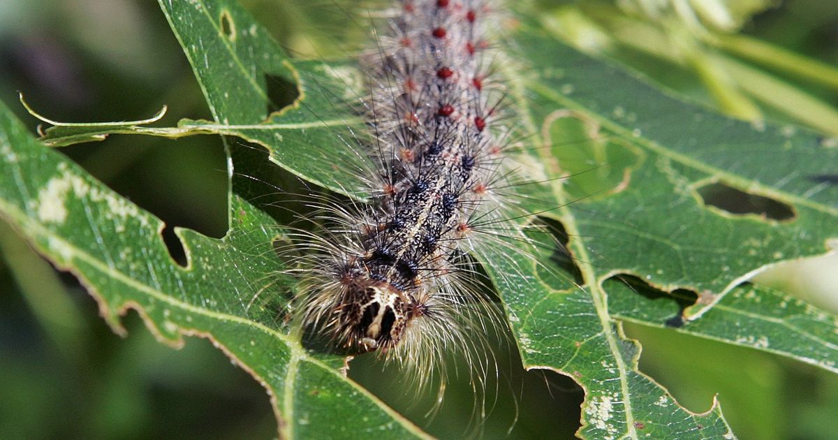 Gypsy moth the spongy moth The SpokesmanReview