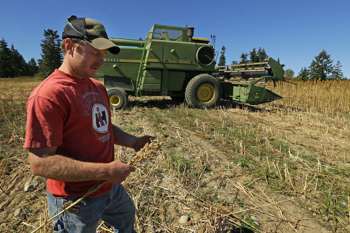 Farmer Sam McCullough holds a stalk of quinoa near his combine during harvest near Sequim, Wash., on Sept. 13, 2016. Quinoa, a trendy South American grain, barely has a foothold in American agriculture, but a handful of farmers and university researchers are working toward changing that. (Ted S. Warren / Associated Press)