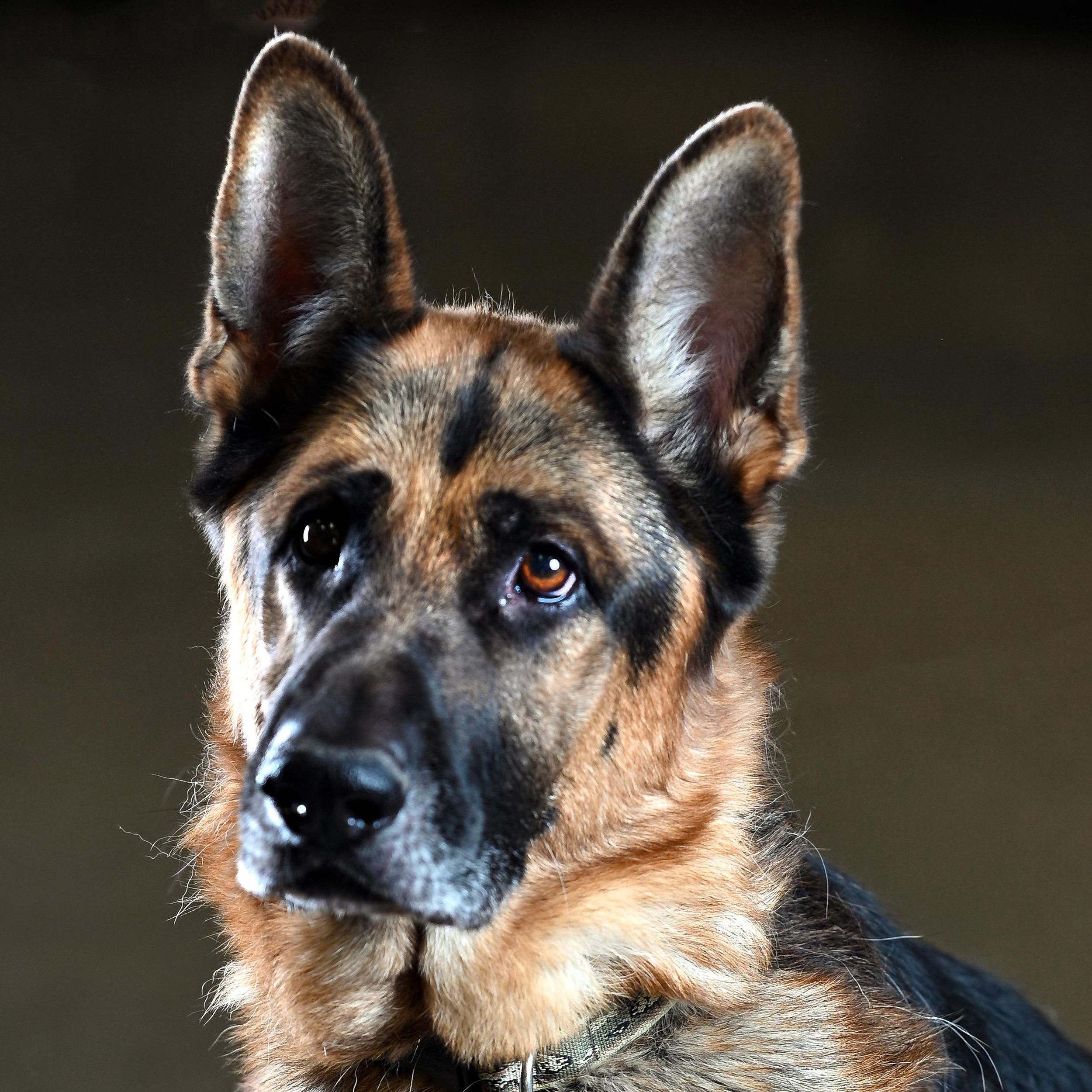 Seattle Mariners adopt team dog and save him from euthanasia