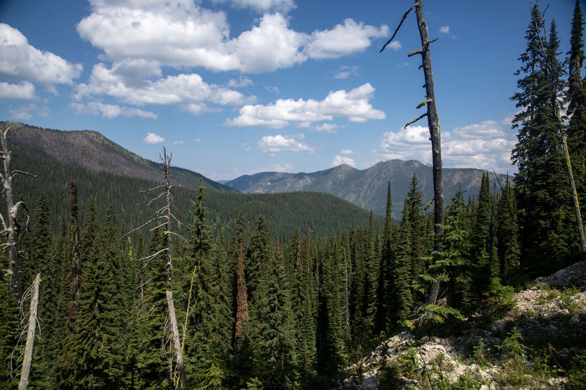 The Salmo-Priest Wilderness, pictured last month, turns 40 this year.  (Michael Wright/The Spokesman-Review)