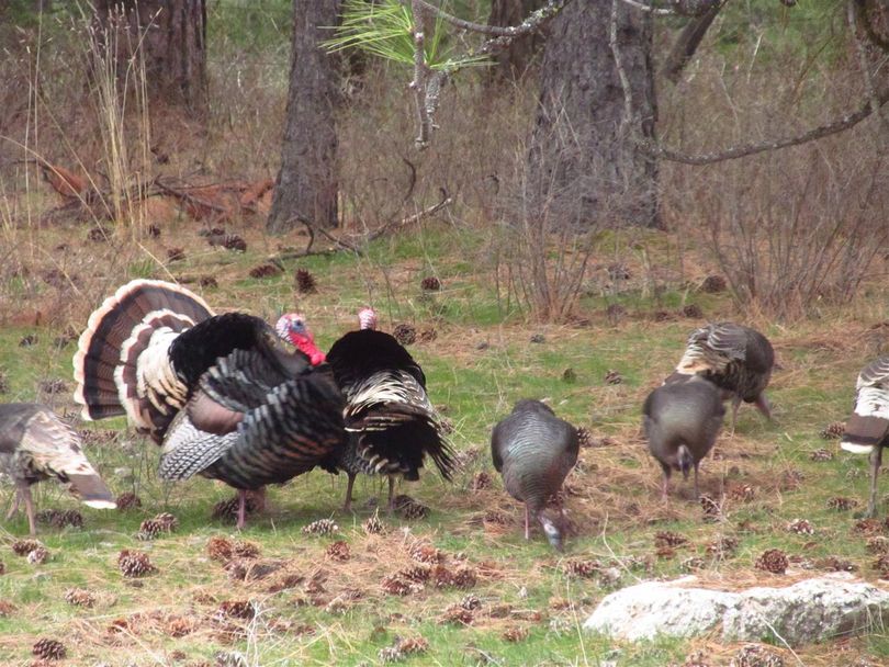 Wild turkey gobblers strut among hens on April 11, 2012. (Courtesy photo)