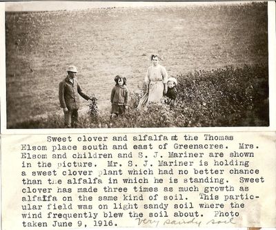 The caption reads “Sweet clover and alfalfa at the Thomas Elsom place south and east of Greenacres. Mrs. Elsom and children and S.J. Mariner are shown in the picture. Mr. S.J. Mariner is holding a sweet clover plant which had no better chance than the alfalfa in which he is standing. Sweet clover has made three times as much growth as alfalfa on the same kind of soil. This particular field was on light sandy soil where the wind frequently blew the soil about. Photo taken June 9, 1916.”